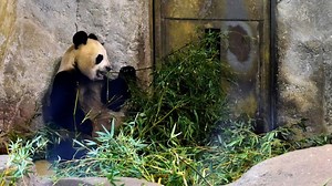 Carnet rose dans un zoo de Madrid : la femelle panda Hua Zui Ba a donné naissance à des jumeaux - RTBF Actus