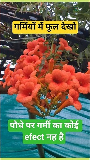 How to care trumpet vine | tecoma vine #plantinfo #trumpetvine #tecomavine