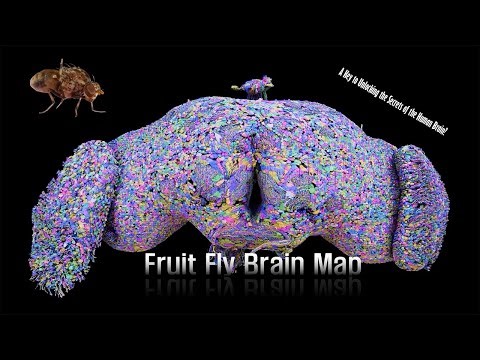 Completion of the Fruit Fly Brain Map – A Key to Unlocking the Secrets of the Human Brain?