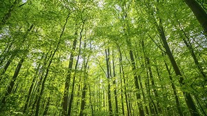 On décrypte l’effet albédo : les arbres causeraient-ils une partie du réchauffement climatique ? - RTBF Actus