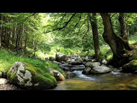 This Tropical River Sound Instantly Clears Your Mind | Java Flow