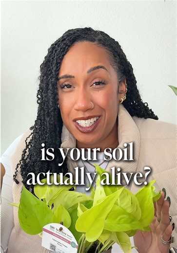 Testing Rosy Soil for Houseplants: A First Impression