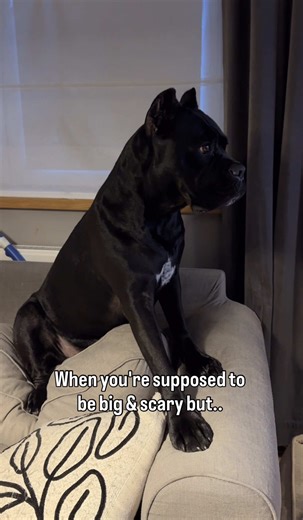 The Dramatic Cane Corso: When Scares Turn to Smiles