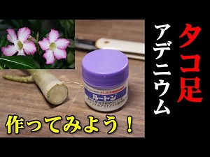 【塊根植物】アデニウムのタコ足化に挑戦♪【人気観葉植物・砂漠のバラの育て方】
