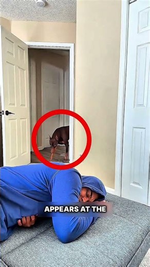 When Your Dog Is Too Smart ❤️