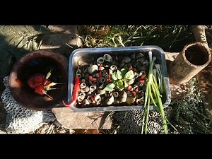 Simple Awesome Cooking of Sea Snail - Traditional Cooking