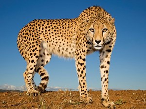 Woman Attacked By Cheetah At SA Captive Wildlife Facility Goes Public [Video]