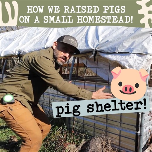 43K views · 1.1K reactions | What you need to know about PIG shelters! | Sow the Land | Facebook
