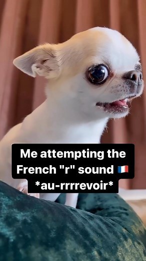 French with Elle | Gabrielle | Who let the ‘r’ out? 🐾🗣️ Don’t worry, with the help of a native teacher and correct practice without overthinking it, you’ll be rolling... | Instagram