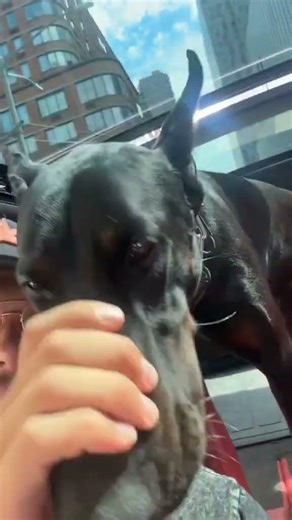 Its the shoudler cuddle for us #doberman #edm #fyp... #Shorts #morninkaufy