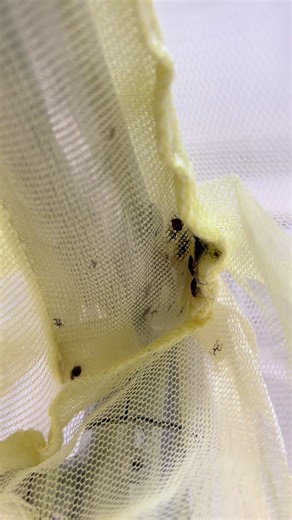 Effective Bedbug Treatment Solutions with Klinhome