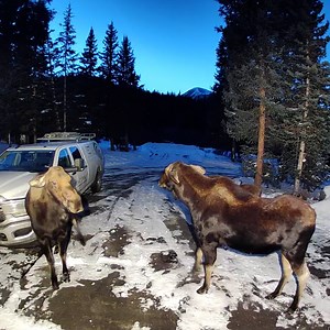 2M views · 9.4K reactions | They were both trying to keep their babies safe 龜 | Furry Tails | Facebook