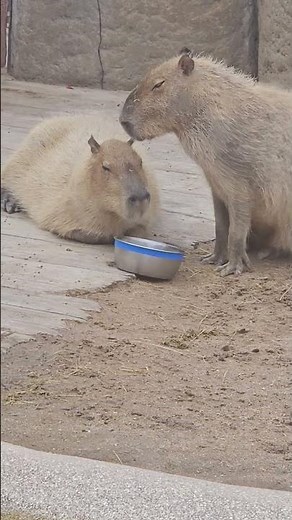🐾 Adorable Little Capybaras! Nature’s Chillest Cuties! 😍