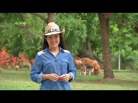 Cultivo de peces en Biofloc (Sistema de Flóculos Bacterianos)