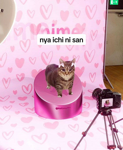 Kawaii Cat Dance Compilation: Anime-Inspired Fun