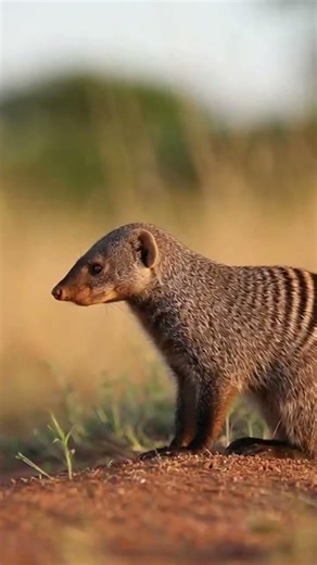 The Secret Lives of Mongooses Revealed in Stunning Wildlife Scenes 🐾
