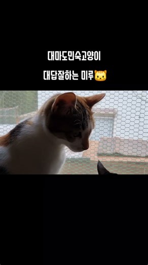 #대마도민숙#대마도가족독채숙소#하루카오후나에민숙 #대마도바베큐장 🚗/🚲주차OK 슈퍼/세탁방도보1분 ☎️ 010-6236-8260 카톡: haruka1225