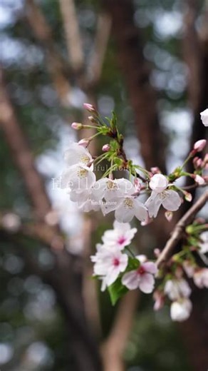4月花事｜龙华寺_樱花 阳光穿透花瓣，是春天在发光。📍上海_龙华寺📷 sony a7c / tamron 28-200 #寺庙旅行 #樱花 #龙华寺 #vlog #剪映