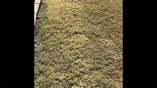 Wash lines. It’s important to make sure your lawn is free of debris especially during the off season. Certain debris can lead to lawn damage. #trusttheprocess #bermudagrassnetwork #YardWorkMadeEasy #explore #freeinfo #yardwork | Bermuda Grass Network