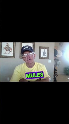 Different mule breeds for different work.