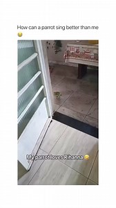 This parrot is singing Rihanna | NerdLerd