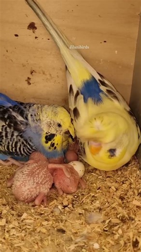 Adorable Crested Budgie Family Adventure #BudgieLife #Budgerigars #BudgieBirds