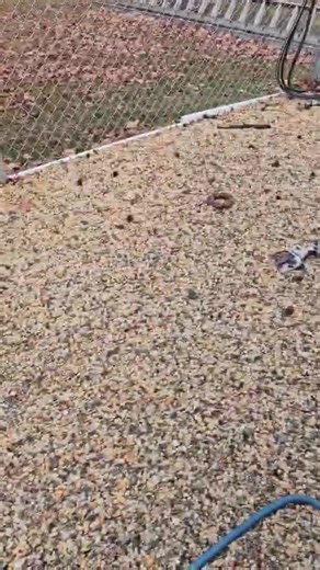 7.1K views · 172 reactions | Our newest member Luna. She is a big girl estimated to be between 2 and 3 years old. Pulled her from animal control today. She's a little confused about all the changes but she will be fine. As soon as the van gets out of the shop she will be going for a good bath. She is scheduled for hw test and spay next week. | Rainbow Animal Rescue of North Carolina | Facebook