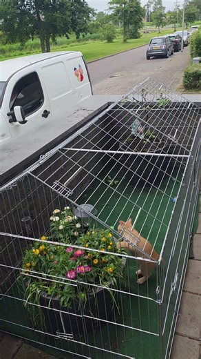 Pat & Mat" build a CATIO for our giant kitten Rambo! 🐱🛠️
