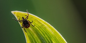 Exactly What To Do If You Get A Tick Bite