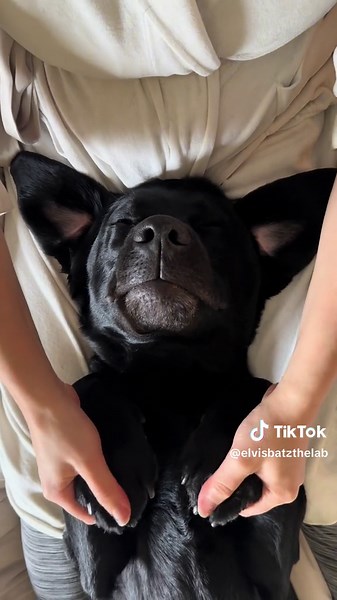 Pawdicure Time for Labrador with Elvis at Plush Paw Spa