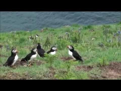 Puffins Flying in slow motion