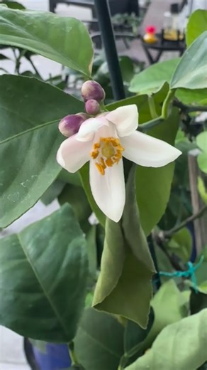 🍋 ⭐️ LEMON WATCH 2025: MISSION ACCOMPLISHED! The Meyer lemons finally hitting that golden-yellow sweet spot 💛 Long wait, big payoff — the lemons have officially re-entered the chat. 😎 #LemonWatch2025 #MeyerLemons #CitrusGlowUp #MarshallGardenCo #GardenFlex | Marshall Garden Company