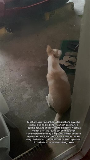 The Journey of Mocha: A Rescue Dog's Story