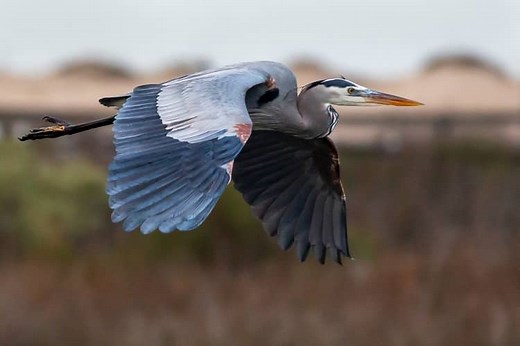 8 Blue Heron Symbolisms: Amazing Spiritual Meaning