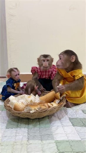 Smart&Cute BAby Monkey In Home
