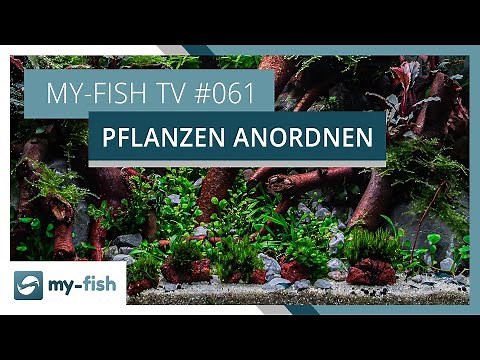 Pflanzengruppen im Aquarium richtig einsetzen | my-fish TV #061
