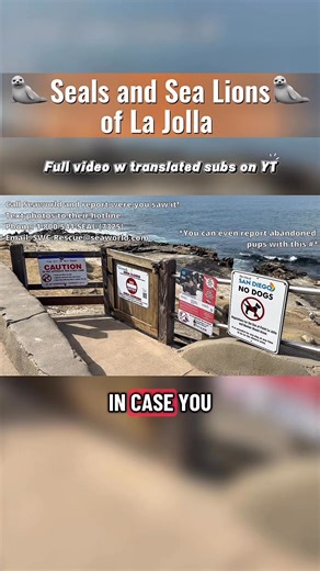 📣Full YT Link in bio -> Go to settings then CC to translate subtitles to your language! 🦭It's about time I made an in-depth video about one of San Diego's best features - the sea lions and seals at La Jolla. Find out how we can interact safely with nature's sea doggos. After all, the ocean and beach is their home and we're only visitors in it. 👋P.S. You don't have to be local to interact, share, comment or like this video (the more traction this gets the more likely it’ll be seen by the right