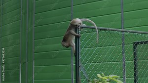 Wild male ape walks along a fence at Singapore's MacRitchie Nature Reserve during the day Stock Video