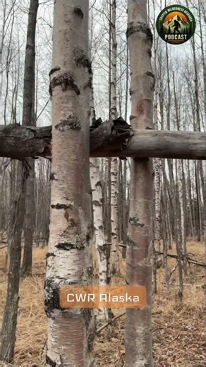 Bigfoot Tree Structures #cryptids #bigfoot #paranormal #sasquatch #mystery