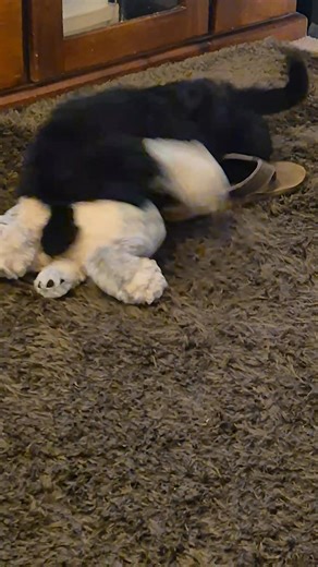 Lambley Groodles on Reels | Facebook