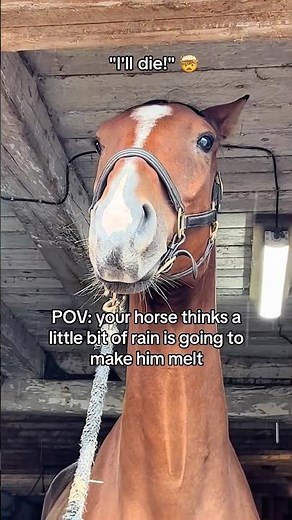 And the Oscar Goes to... This Horse! 🏆🐴#farm #horse #funnyanimal #farmanimalct #funnyhorse #funny