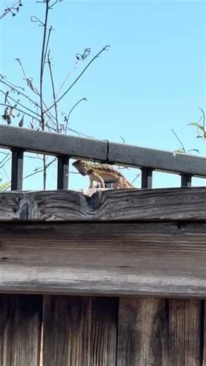 🛑 Viral going lizard 🦎 must watch 🛑 #lizard #lizards #nature #birds #bird #reptilelife #reptiles