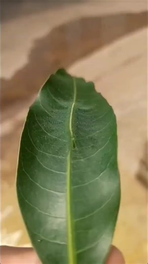 Eso no es pelusaaa jajajaja es una oruga pequeña ✨ #fypシ #biology #orugas #insecto | Polli Padilla