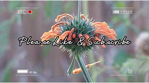 OMGoodness, just when I think I have hit the mother load in a new video editing software, they up and change the terms. The new terms state if you use their software, they can use you stuff for whatever they want and without royalties or approval, even if never publish on a platform. I downloaded the program months ago before the change. I only just read the new terms they changed in July, about the time I started learning this new program. UGH, do I risk it or start over? Fortunately, I have on