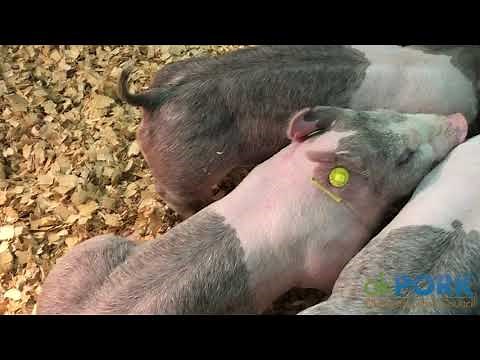 A Day in the Life: Lindsay Henricks- Selecting a Show Pig