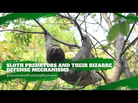 Nature’s Mysteries Unveiled: Sloth Predators and Their Bizarre Defense Mechanisms