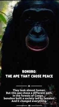 Bonobos and the Power of Female-Led Social Life #facts #animals #bonobos #wildlife #shorts #viral