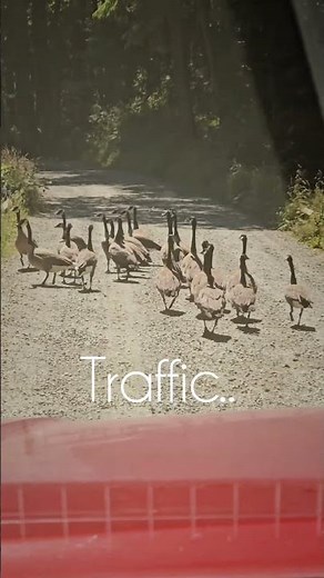 Welcome to Newport, Oregon — our version of the big city. #OregonCoast #ExploreOregon #NatureComedy