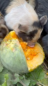 Happy pumpkin day! 🎃 Do you know a pig or chickens to enjoy your Jack-o-Lantern once you’re done with it? If they still have seeds, pumpkins are also nice to set alongside your compost pile - they’ll germinate next spring and you’ll get a pumpkin patch without much work! #pumpkinpatch #halloween2024 #pumpkin #pig #farmlife #growfood #pumpkins #homesteading | Mother Earth News