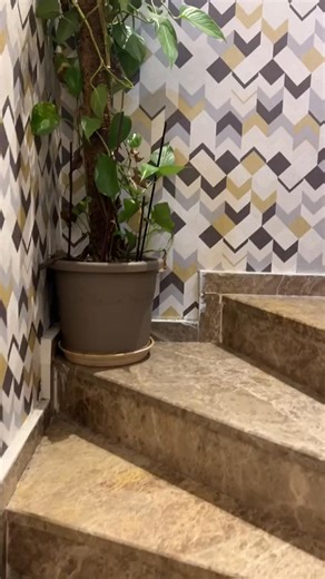 21K views · 1.2K reactions | Princess and Hazelnut_s appearanc  #chihuahua #fyp #funnydog #dog #doglover | Murat Noyan | Facebook